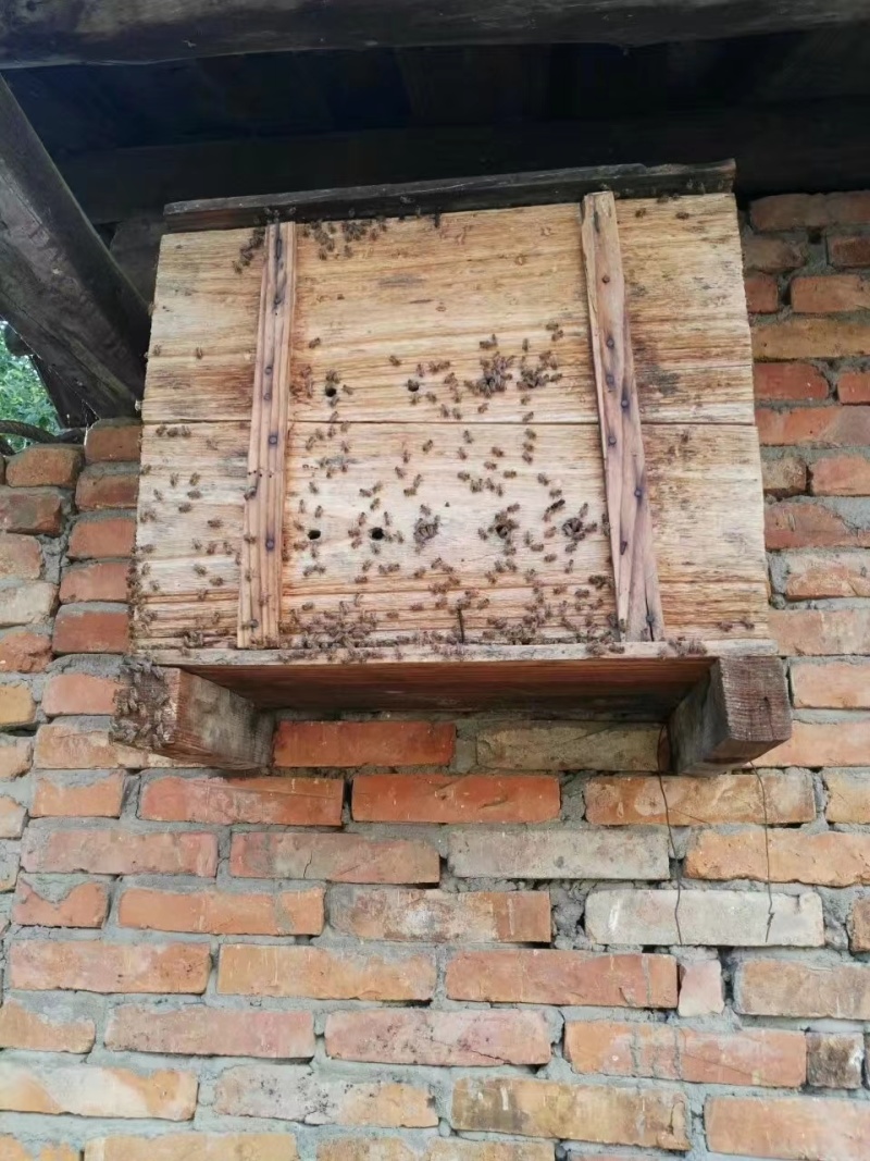 纯正土蜂蜜