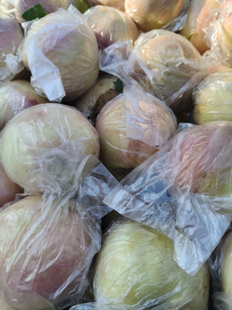 山西大型硬质毛桃，秦王，超越大量下树，***********