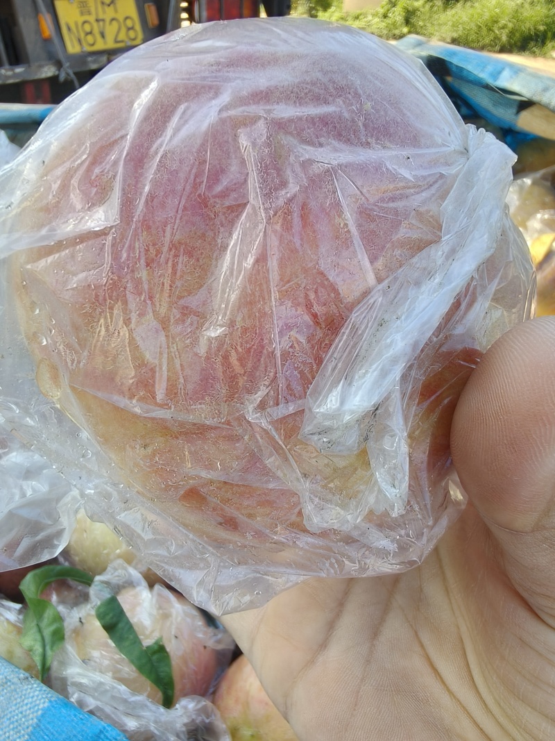 山西大型硬质毛桃，秦王，超越大量下树，***********