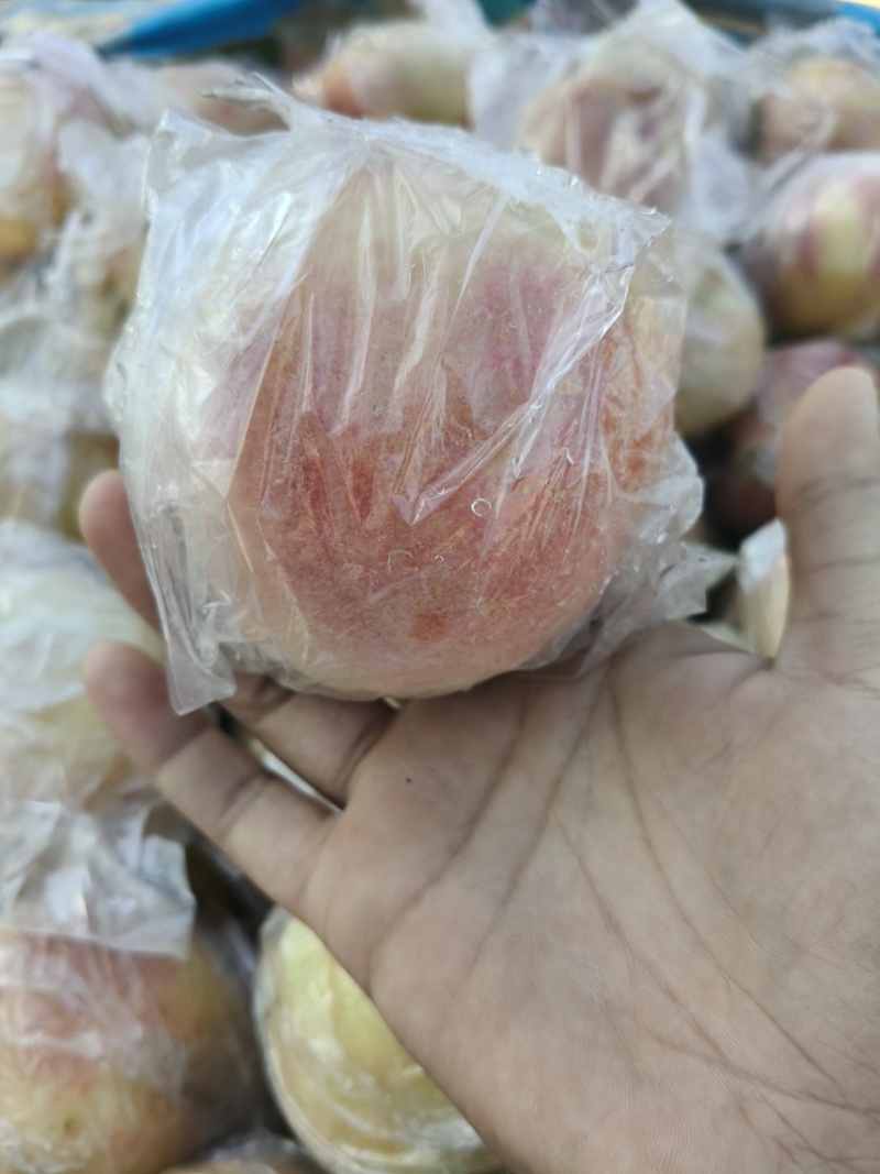 山西大型硬质毛桃，秦王，超越大量下树，***********