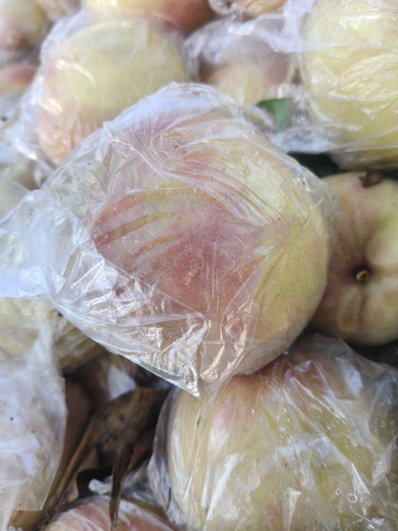 山西大型硬质毛桃，秦王，超越大量下树，***********