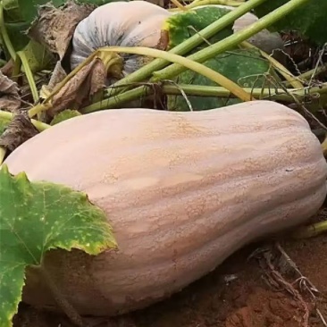 蜜本南瓜
