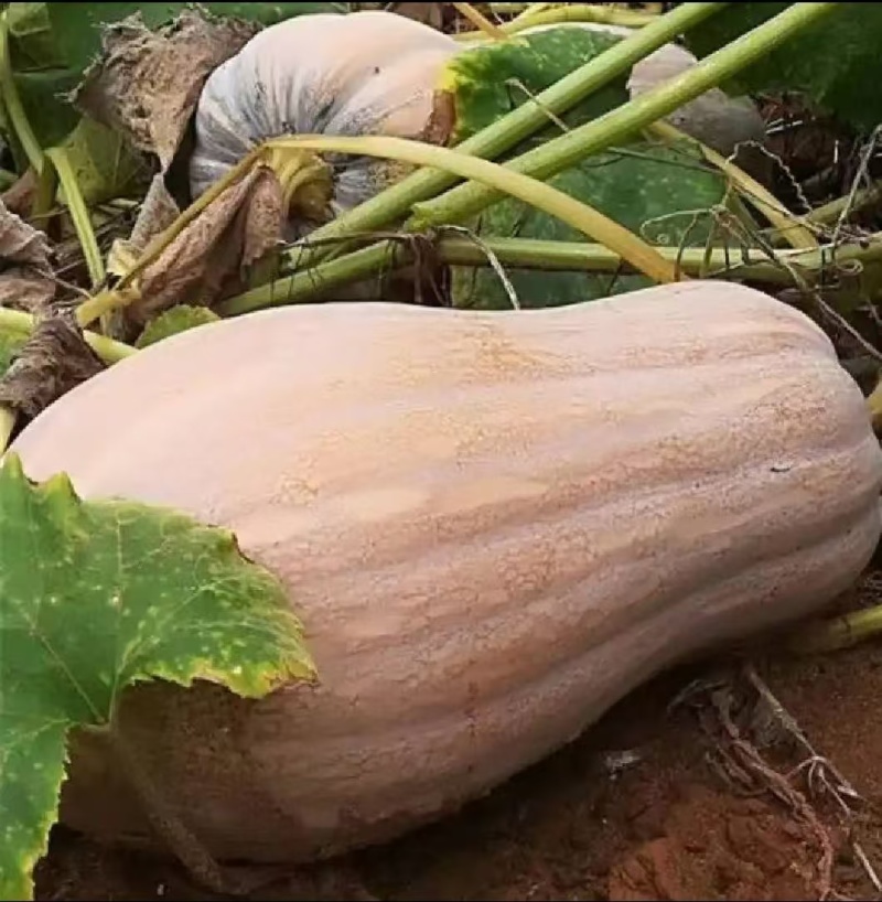蜜本南瓜