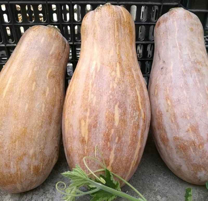 蜜本南瓜
