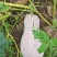 蜜本南瓜