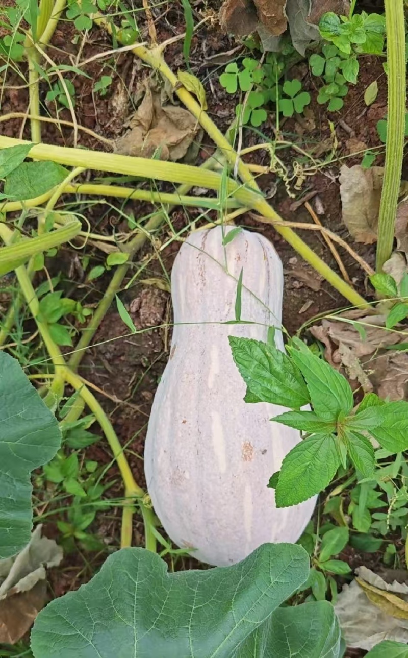蜜本南瓜