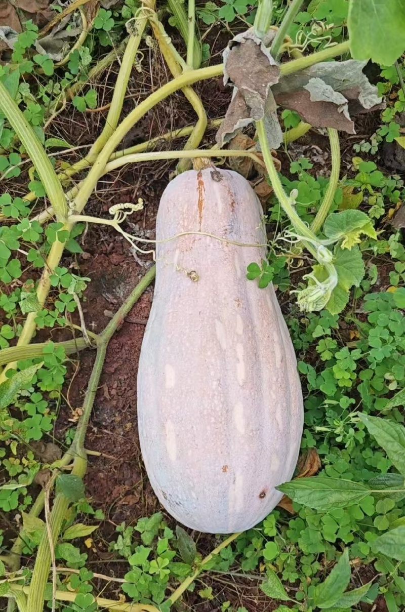蜜本南瓜