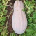 蜜本南瓜