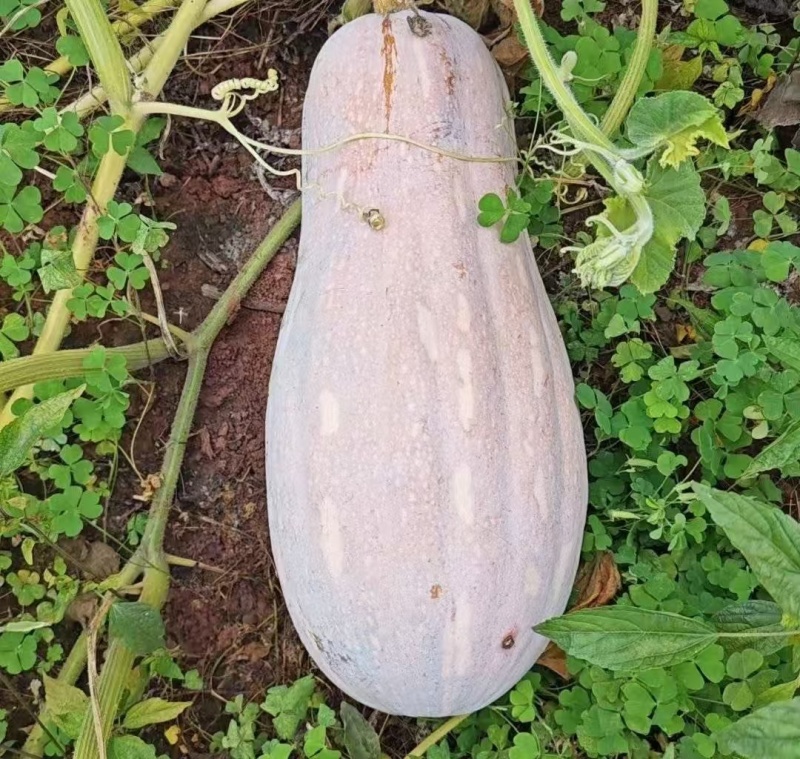 蜜本南瓜