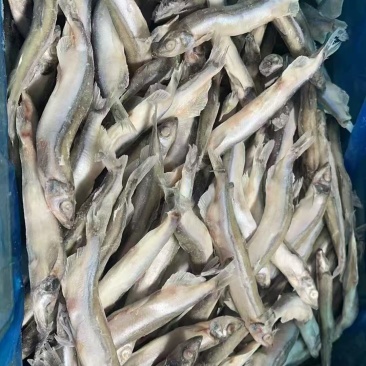 单冻公体多春鱼3吨10kg/箱