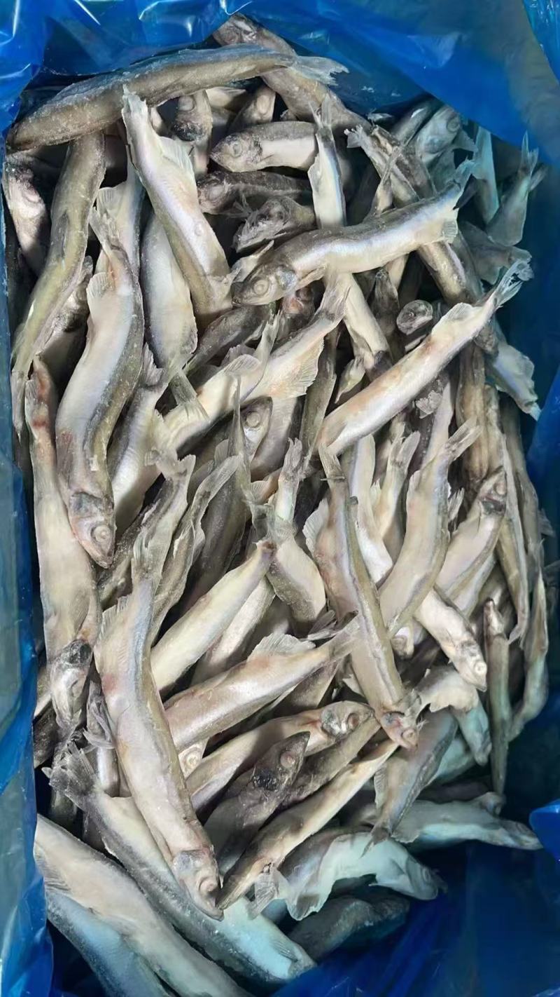 单冻公体多春鱼3吨10kg/箱