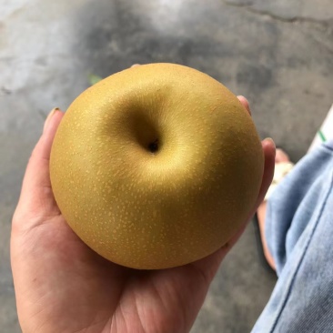 金秋梨大量上市，量大价优脆甜