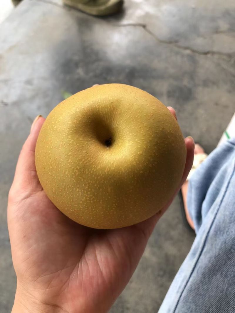 金秋梨大量上市，量大价优脆甜