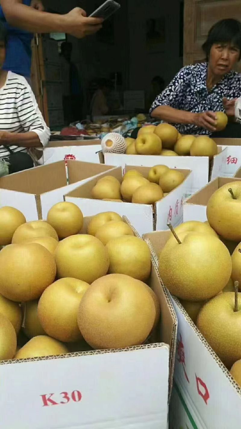 金秋梨大量上市，量大价优脆甜