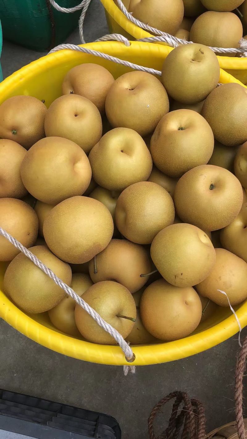 金秋梨大量上市，量大价优脆甜