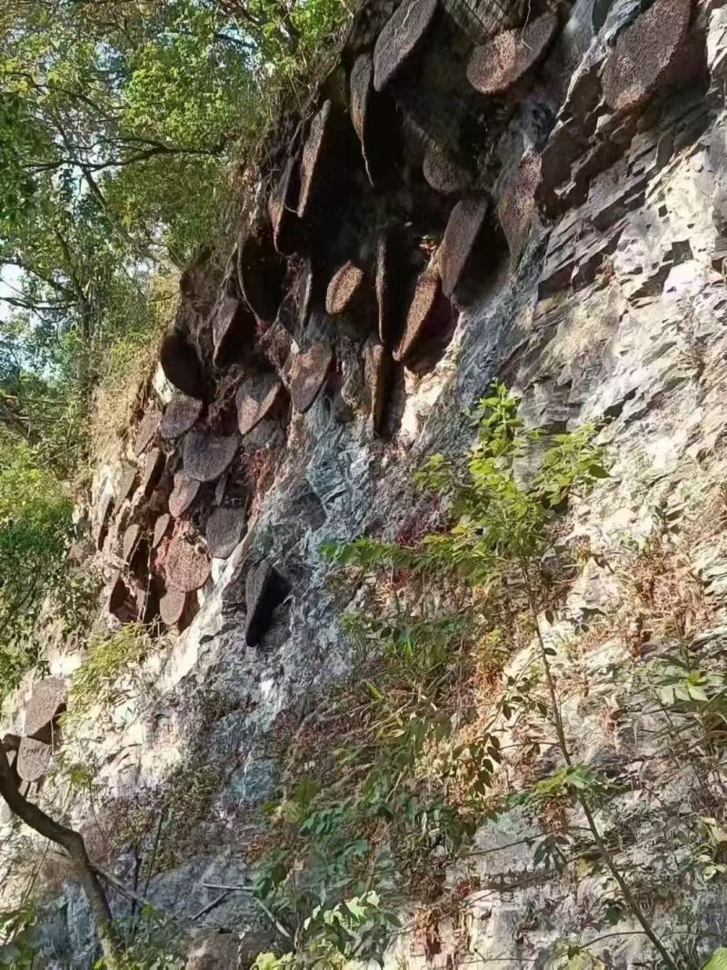 高山雨林蜜，头春蜂蜜，波美度≥42的国际标准一级蜜