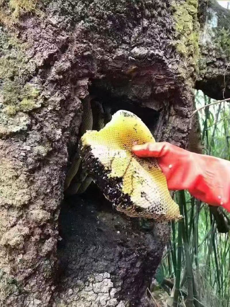 高山雨林蜜，头春蜂蜜，波美度≥42的国际标准一级蜜