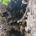 高山雨林蜜，头春蜂蜜，波美度≥42的国际标准一级蜜