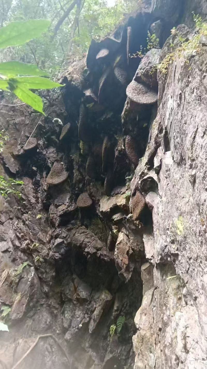 高山雨林蜜，头春蜂蜜，波美度≥42的国际标准一级蜜