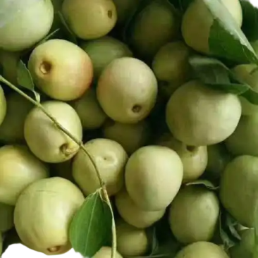 婆枣