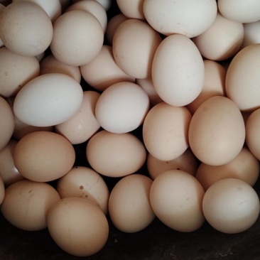 鲜鸡蛋🥚
