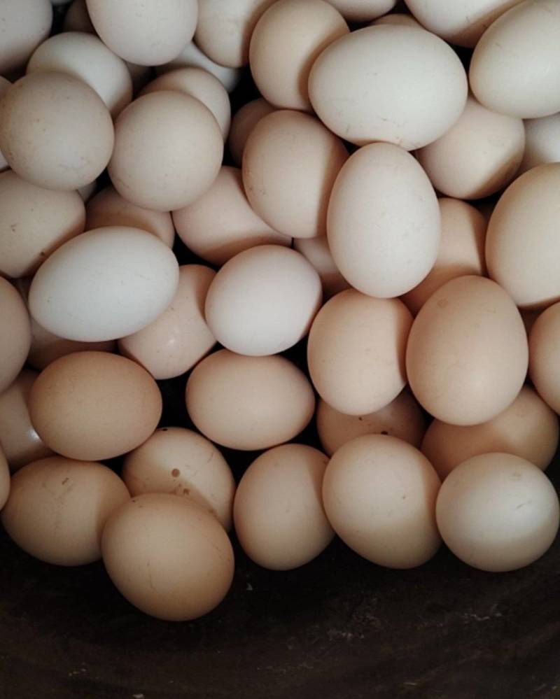 鲜鸡蛋🥚