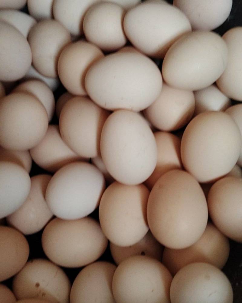 鲜鸡蛋🥚