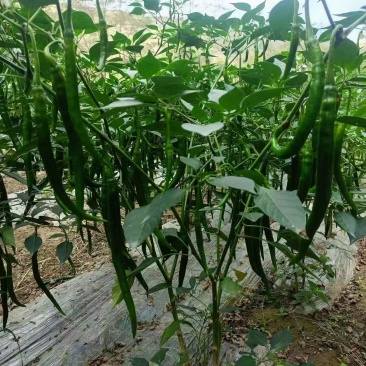 二荆条辣椒
