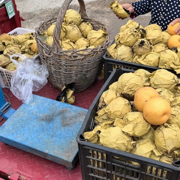 河南黄金梨