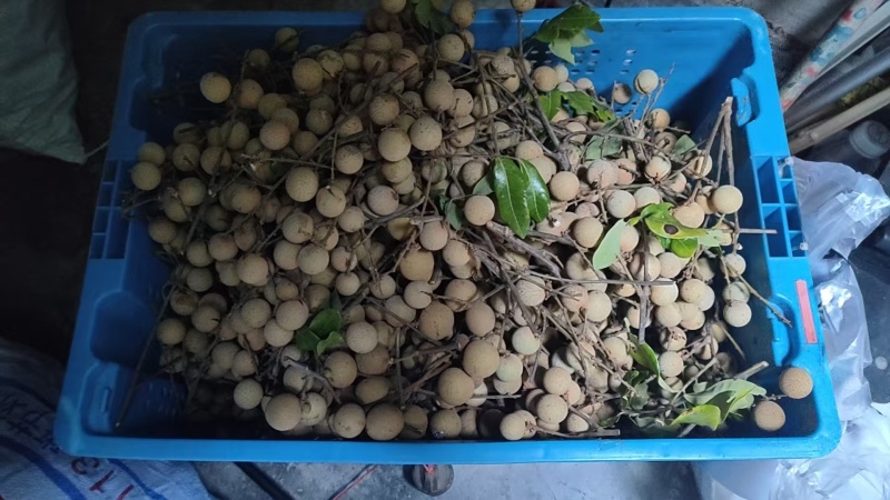 龙眼自己山种的已熟福州老板可联系腰把伞唔林林伞唔唔耳吧