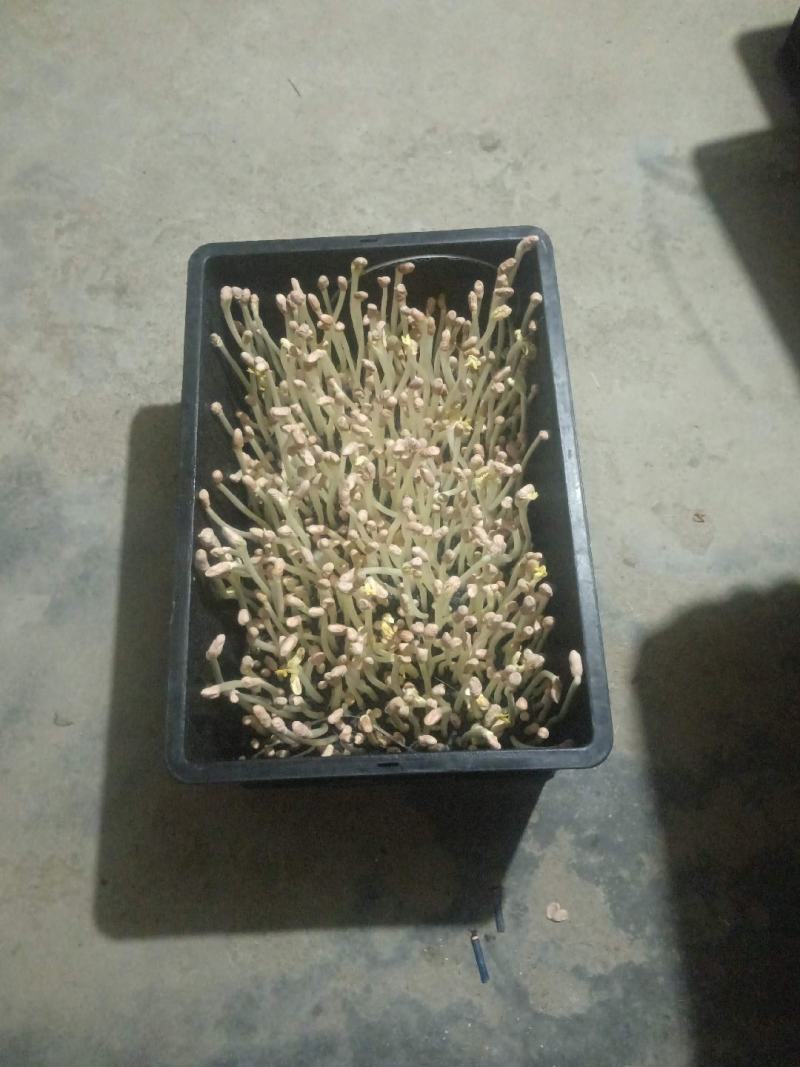 花生芽
