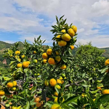 高山蜜橘