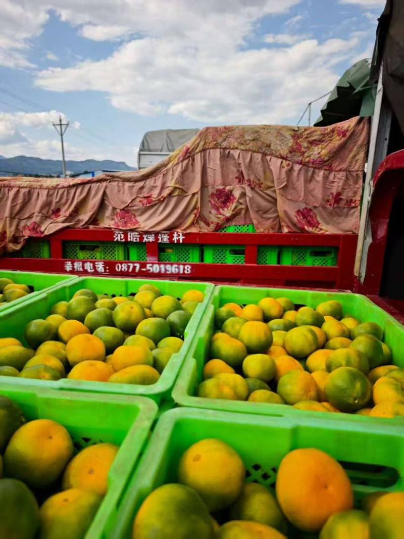 高山蜜橘