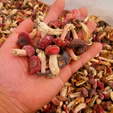 野生菌红菇***********