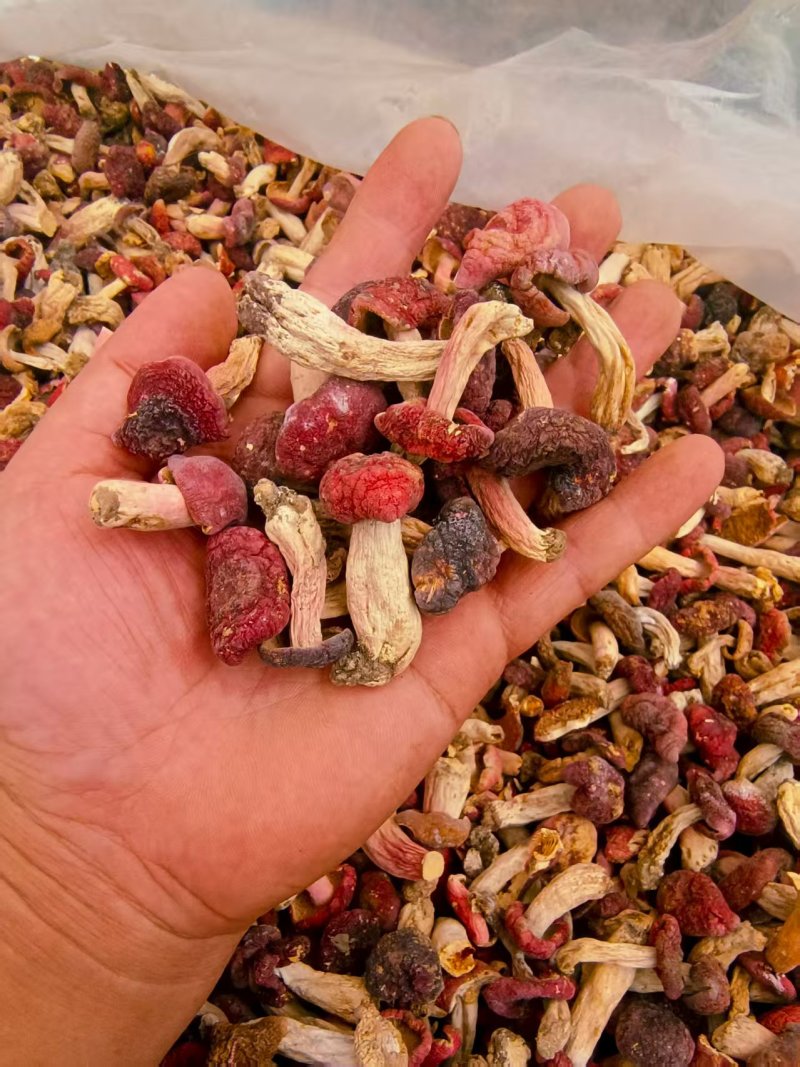 野生菌红菇***********