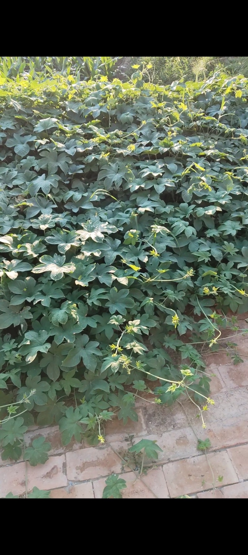 葎草，中药