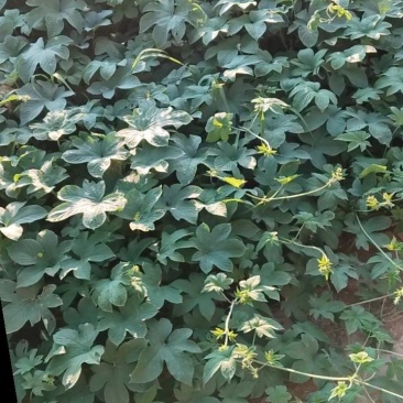葎草，中药