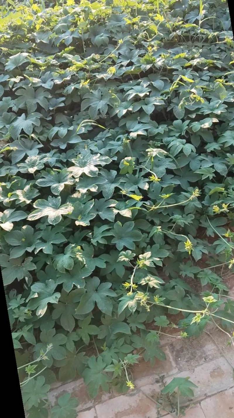 葎草，中药