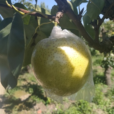 山东阳信皇冠梨，皮薄核小，汁水足，量大优惠，10万斤