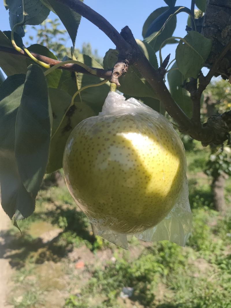 山东阳信皇冠梨，皮薄核小，汁水足，量大优惠，10万斤