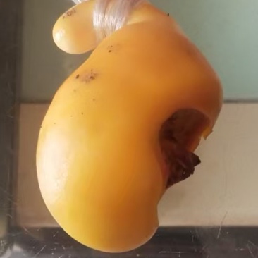 鸡宝（鸡黄）