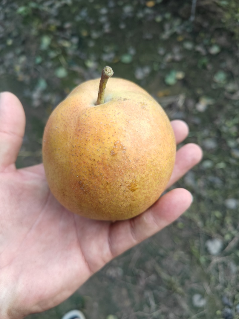 丹霞红梨