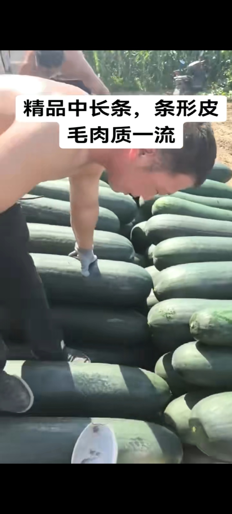 黑皮吊冬瓜