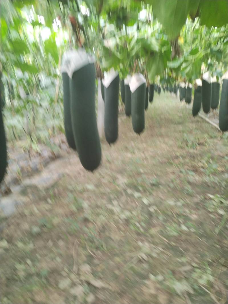 黑皮吊冬瓜