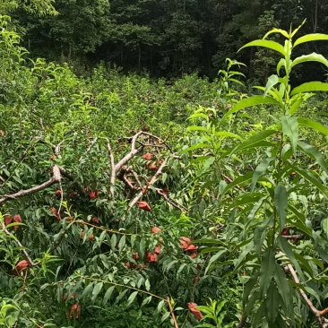 恩施高山锦绣黄桃