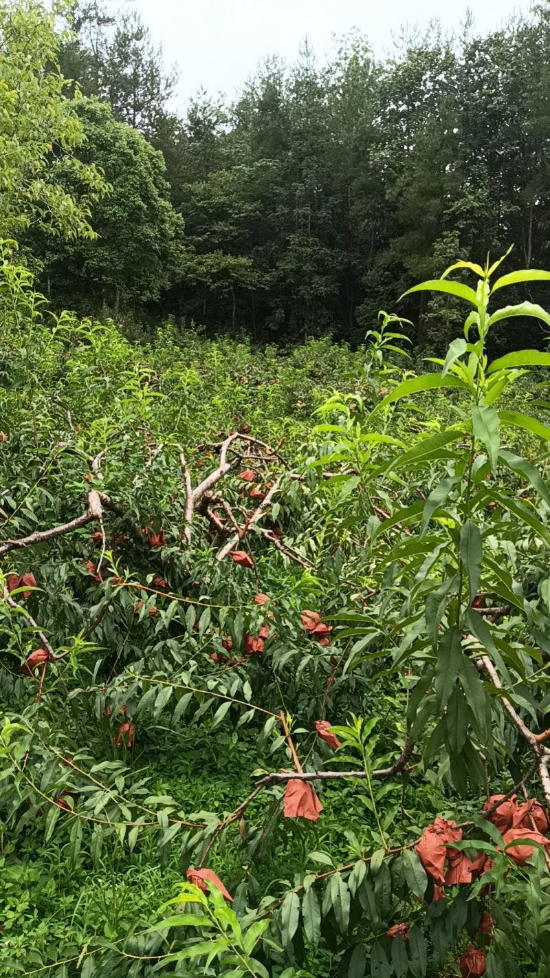 恩施高山锦绣黄桃