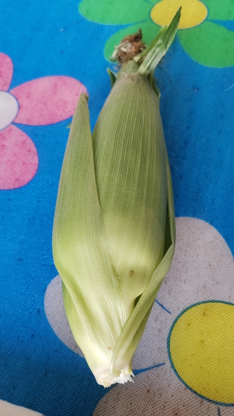 白糯玉米