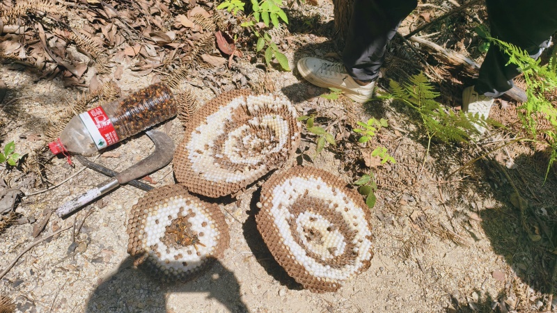 马蜂巢