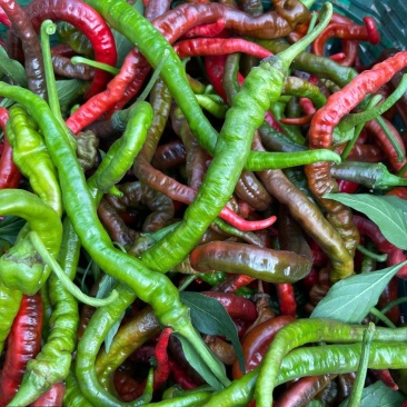 辣椒，线椒，小米椒