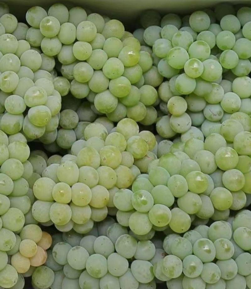 昆明水晶葡萄